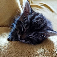 Léon a rejoint le concours — aidez-le/la à gagner de superbes lots ! kitten, sleeping, cat, fur, whiskers, paw, blanket, yellow, cozy, soft, pet, animal, cute, resting, closeup, indoor, feline, small, adorable, nap