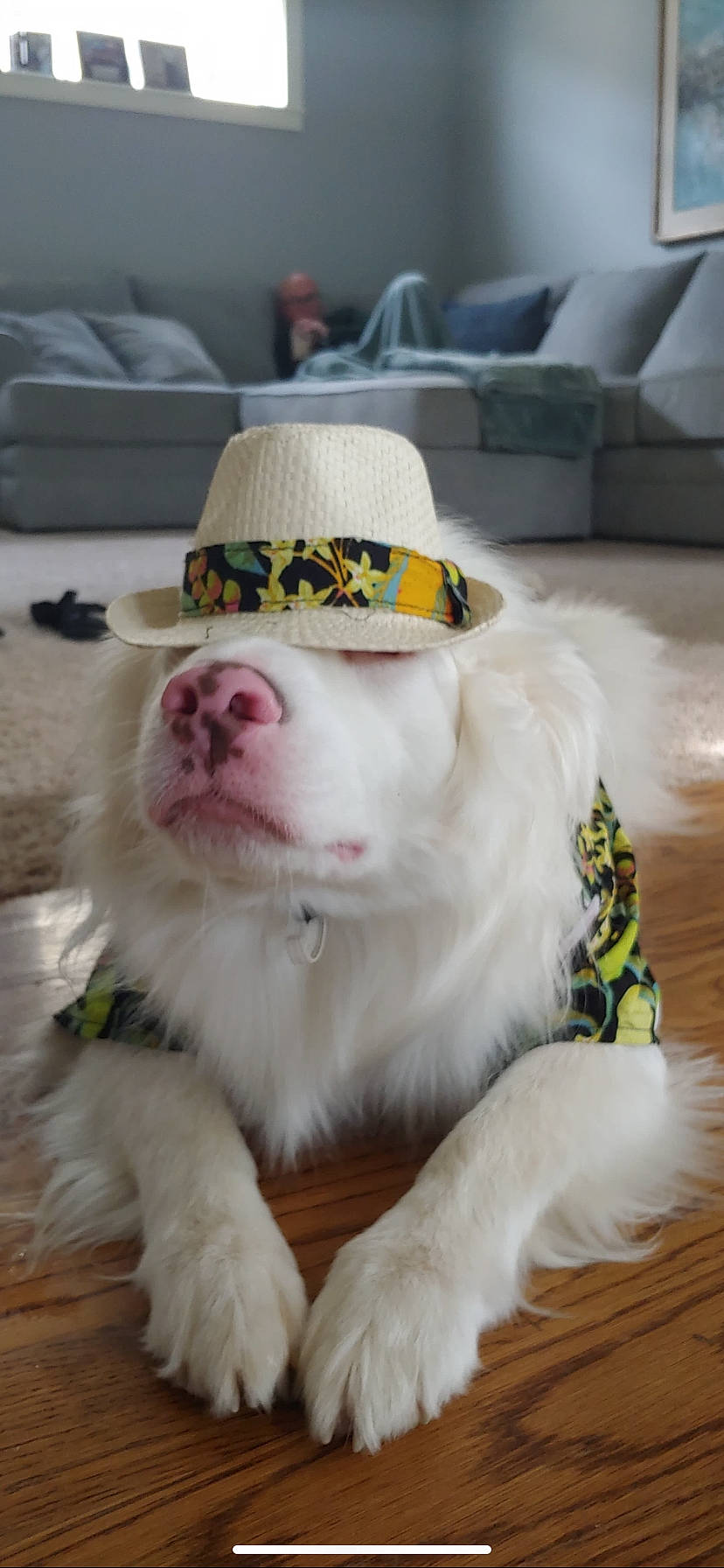 Archie is registered to the contest to win money with this photo: cap, carnivore, collar, companion_dog, couch, dog, dog_breed, dog_collar, fang, fawn, fedora, felidae, flooring, hat, small_to_medium_sized_cats, snout, spitz, sun_hat, whiskers, working_animal