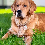 Luna joined the competition — help win amazing prizes! golden_retriever, dog, pet, grass, outdoor, animal, fur, collar, name_tag, canine, nature, portrait, laying_down, domestic_animal, mammal, greenery, cute, friendly, relaxed, summer