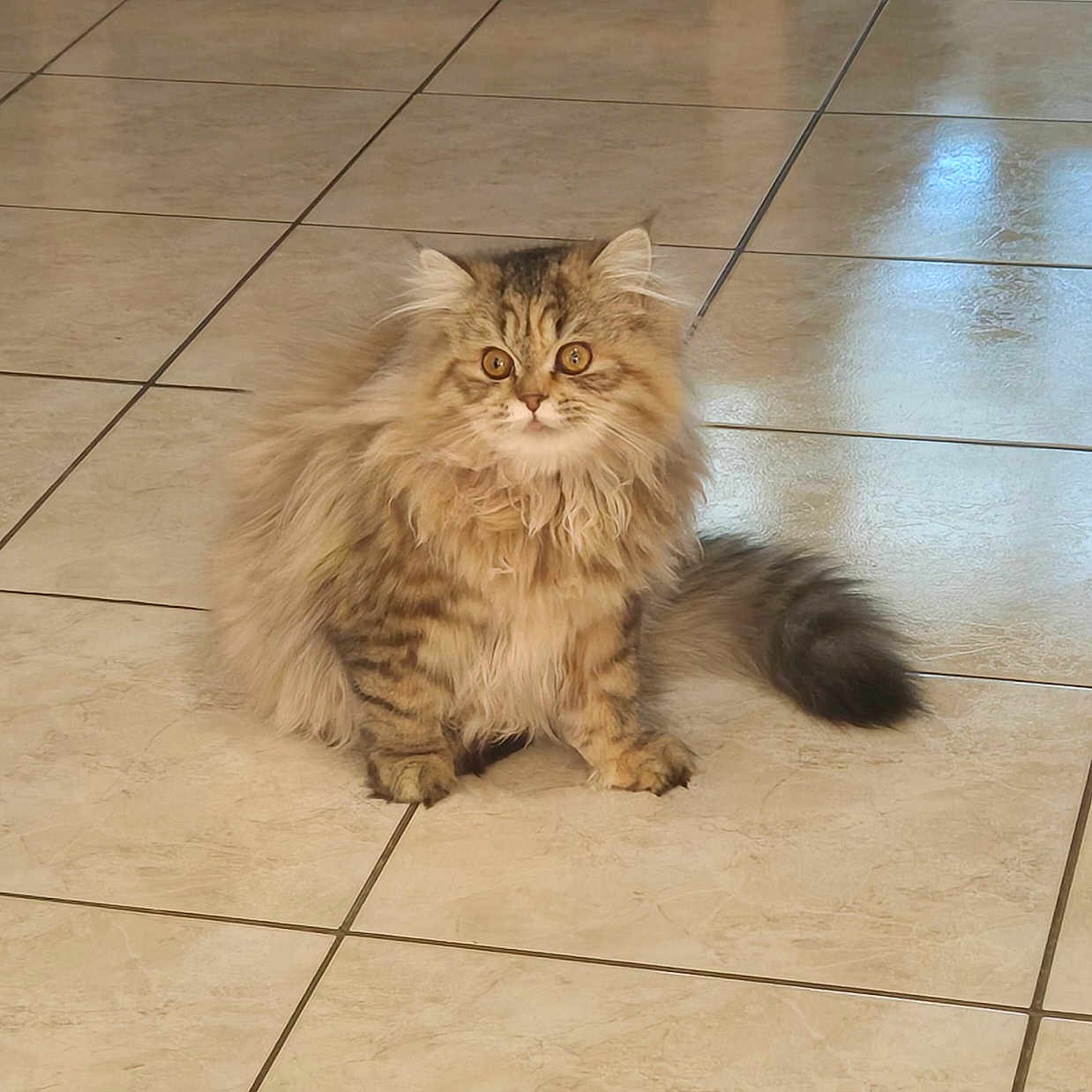 Mia a rejoint le concours — aidez-le/la à gagner de superbes lots ! abyssinian, accessories, angora, animal, cat, flagstone, hardwood, indoors, kitten, leash, limestone, manx, path, pet, plywood, slate, strap, tile, walkway, wood