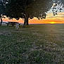 Ange a rejoint le concours — aidez-le/la à gagner de superbes lots ! dog, sunset, tree, grass, picnic_table, outdoor, field, sky, nature, landscape, animal, canine, evening, sunlight, rural, quiet, scenic, peaceful, greenery, twilight