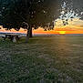 Ange participe au concours pour gagner de l'argent avec cette photo : sunset, tree, dog, grass, picnic_table, sky, field, outdoor, nature, landscape, animal, sun, clouds, rural, scenic, evening, quiet, peaceful, shadows, greenery