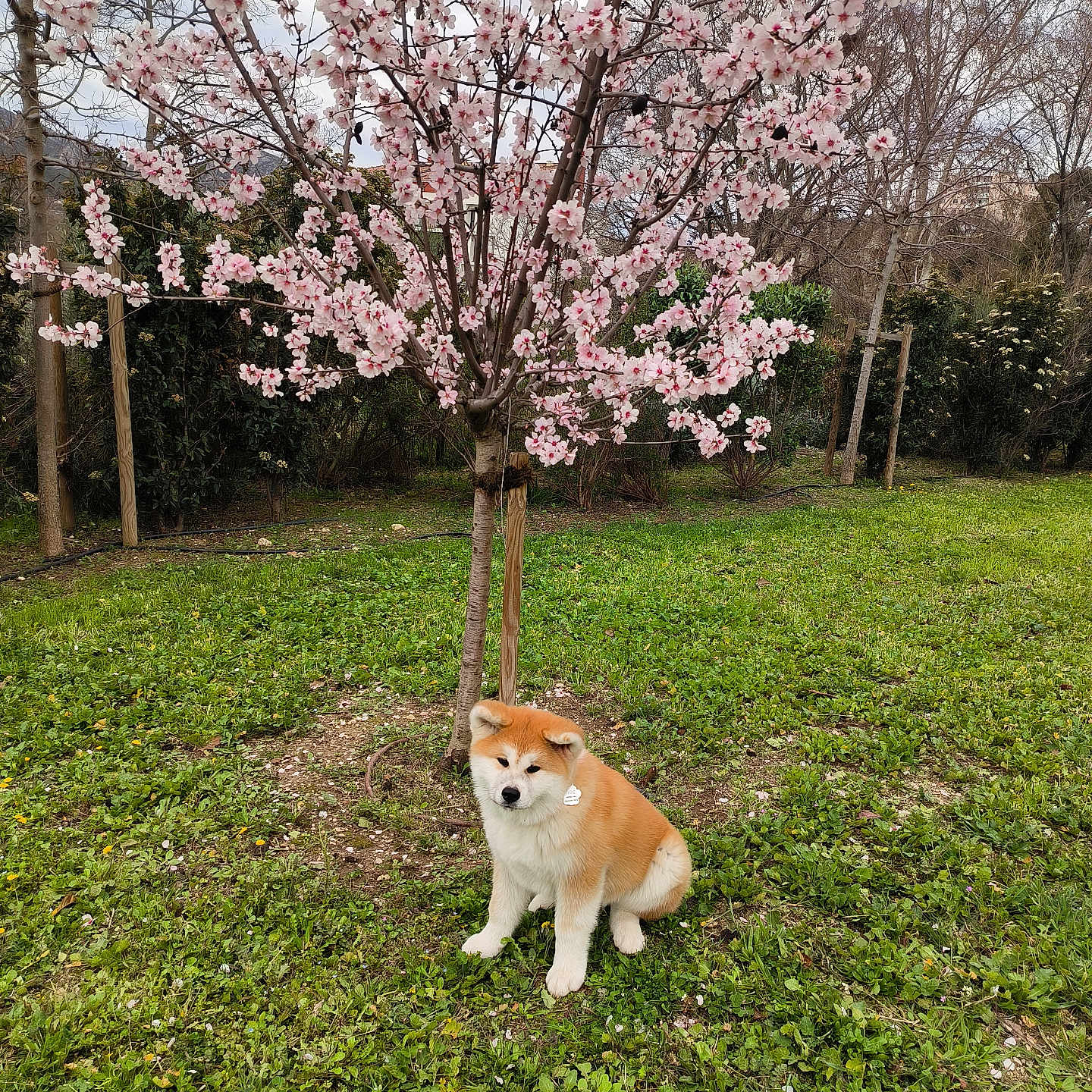 Ume