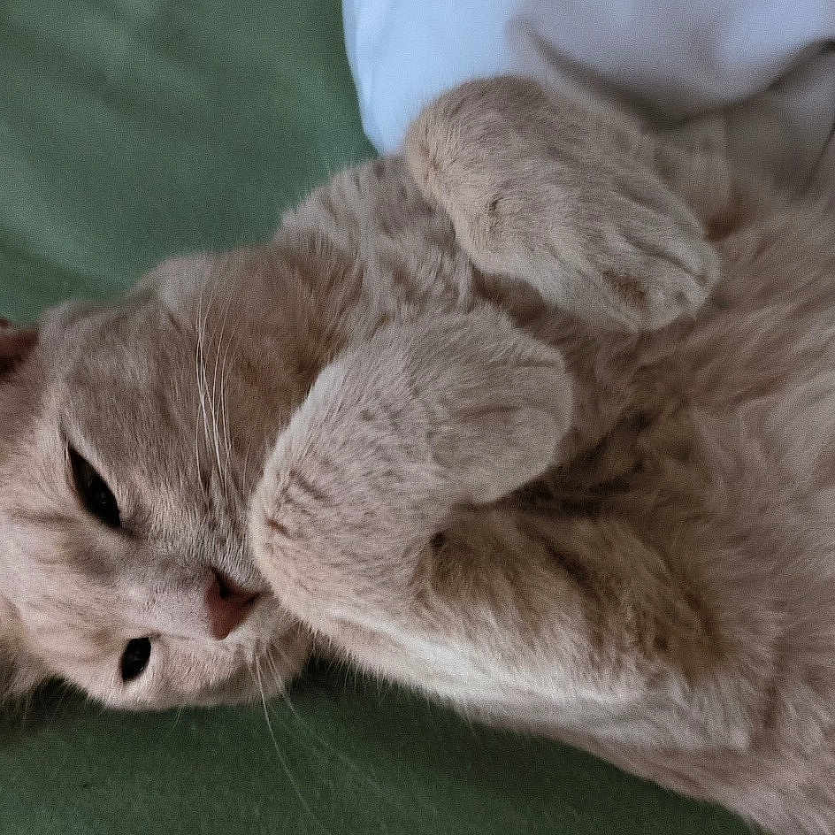 Vanille a rejoint le concours — aidez-le/la à gagner de superbes lots ! animal, cat, close_up, cozy, cute, domestic_animal, feline, fur, indoor, lying_down, mammal, nap_time, paws, pet, relaxed, resting, sleepy, soft, tabby, whiskers