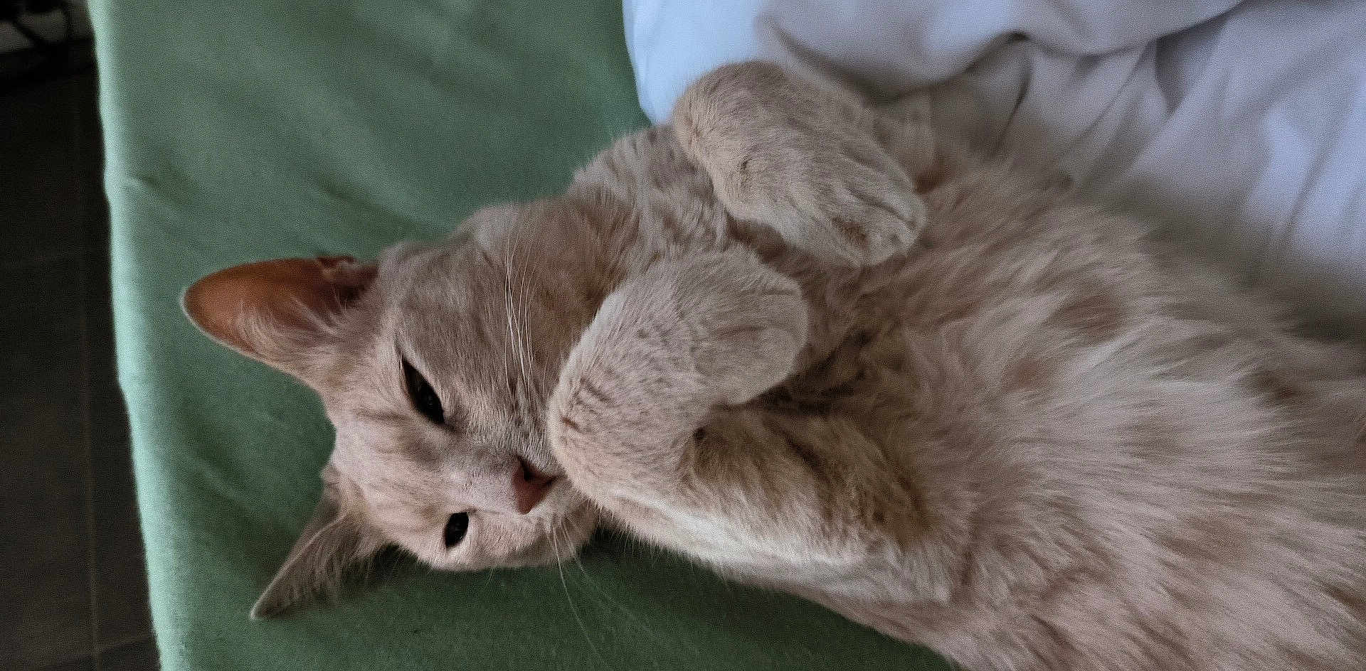 Vanille a rejoint le concours — aidez-le/la à gagner de superbes lots ! animal, cat, close_up, cozy, cute, domestic_animal, feline, fur, indoor, lying_down, mammal, nap_time, paws, pet, relaxed, resting, sleepy, soft, tabby, whiskers