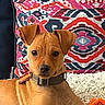 animal, brown_dog, closeup, collar, cute, dog, domestic_animal, ears, face, fur, home, indoor, patterned_pillow, pet, pillow, portrait, puppy, relaxed, rug, toy