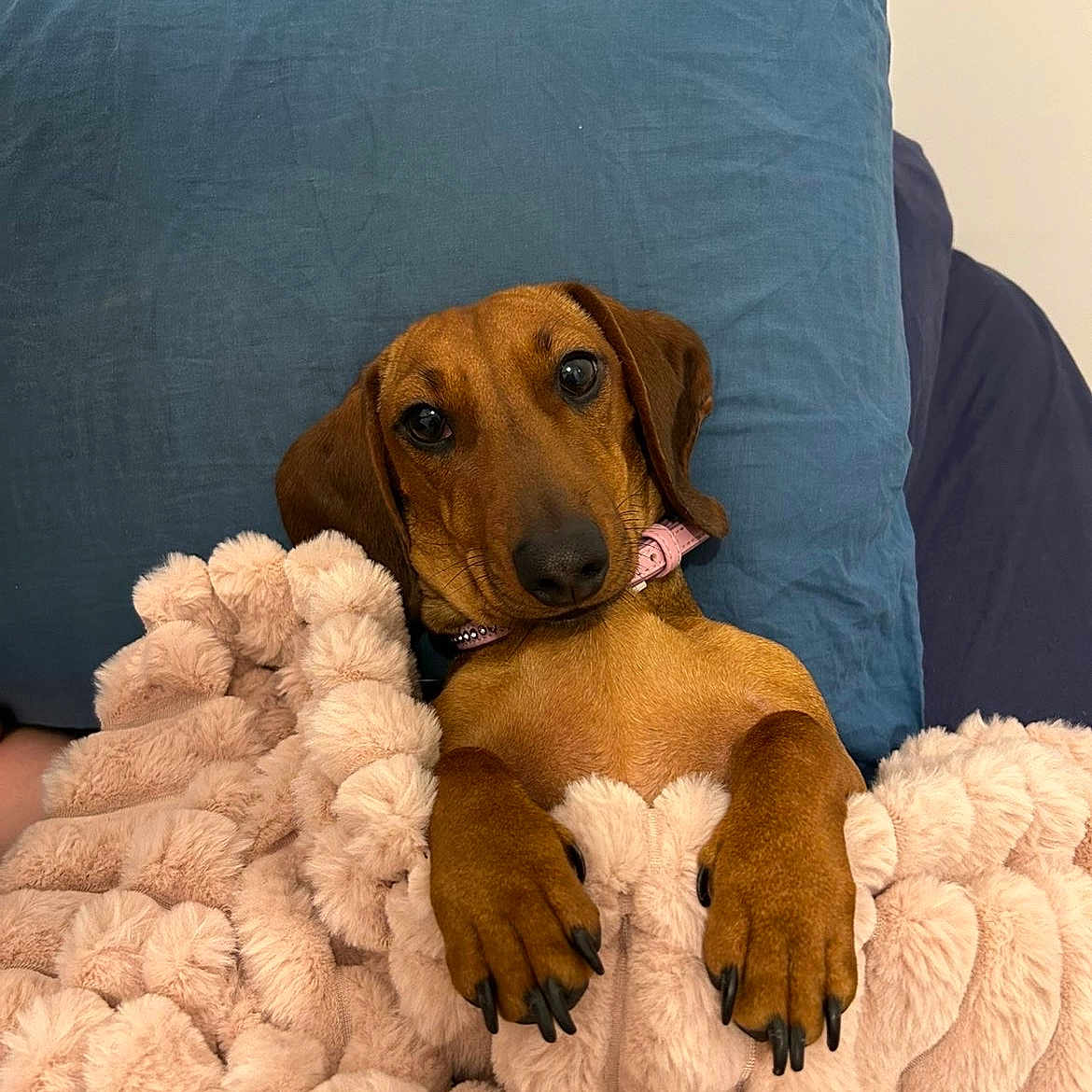 Vaïnée a rejoint le concours — aidez-le/la à gagner de superbes lots ! dog, dachshund, pet, blanket, cozy, snuggled, pillow, brown_dog, fur, cute, relaxed, indoors, resting, animal, canine, sleepy, pink_blanket, comfort, domestic, companion