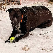 Betty Boop joined the competition — help win amazing prizes! animal, black_dog, canine, cold, daytime, dog, fence, grass, lying_down, nature, orange_collar, outdoor, pet, playful, snow, snowflakes, tennis_ball, toy, winter, yard