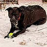 animal, black_dog, canine, cold, daytime, dog, fence, grass, lying_down, nature, orange_collar, outdoor, pet, playful, snow, snowflakes, tennis_ball, toy, winter, yard