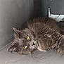 Duchesse a rejoint le concours — aidez-le/la à gagner de superbes lots ! cat, gray_cat, fluffy, yellow_eyes, pet, animal, indoor, floor, wall, relaxed, feline, laying_down, whiskers, cute, domestic_cat, sideways, fur, resting, curious, close_up