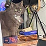 cat, gray_cat, indoor, table, lamp, plant, books, wooden_table, green_eyes, furniture, houseplant, cozy, pet, curious, domestic_animal, living_room, decor, sitting, furry, closeup