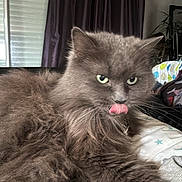 Duchesse a rejoint le concours — aidez-le/la à gagner de superbes lots ! cat, gray_cat, fluffy, tongue_out, indoor, bed, blanket, curtain, window, pet, feline, resting, cozy, fur, animal, cute, green_eyes, whiskers, closeup, relaxed