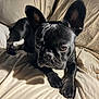 animal, bed, black_dog, blanket, canine, cute, dog, domestic_animal, ears, face, french_bulldog, fur, indoor, laying_down, mammal, paw, pet, portrait, resting, sleepy
