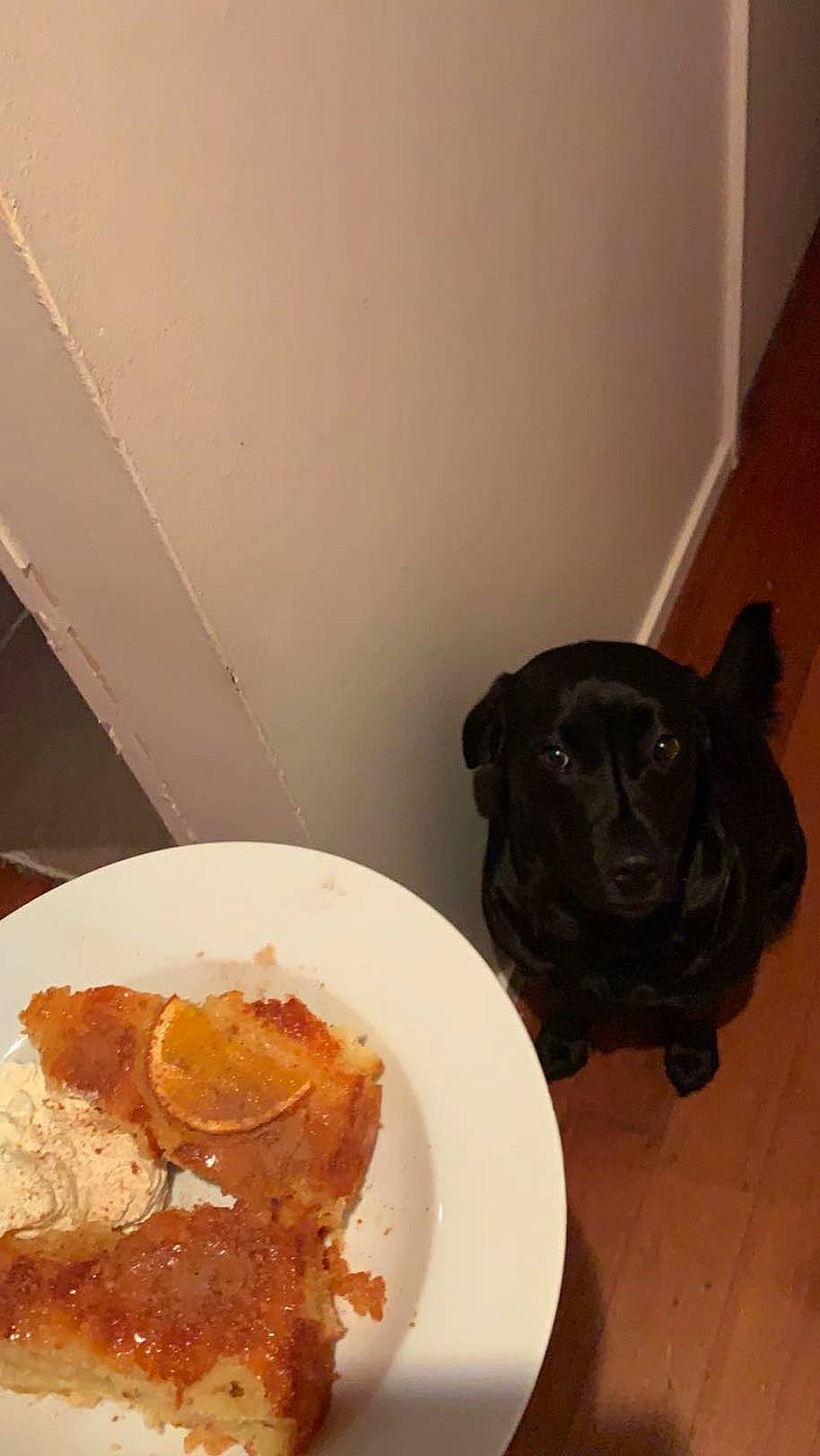 Theia is registered to the contest to win money with this photo: carnivore, comfort_food, companion_dog, cuisine, dish, dog, dog_breed, food, fried_food, fritter, hardwood, ingredient, junk_food, meat, plate, produce, recipe, tableware, tail, wood