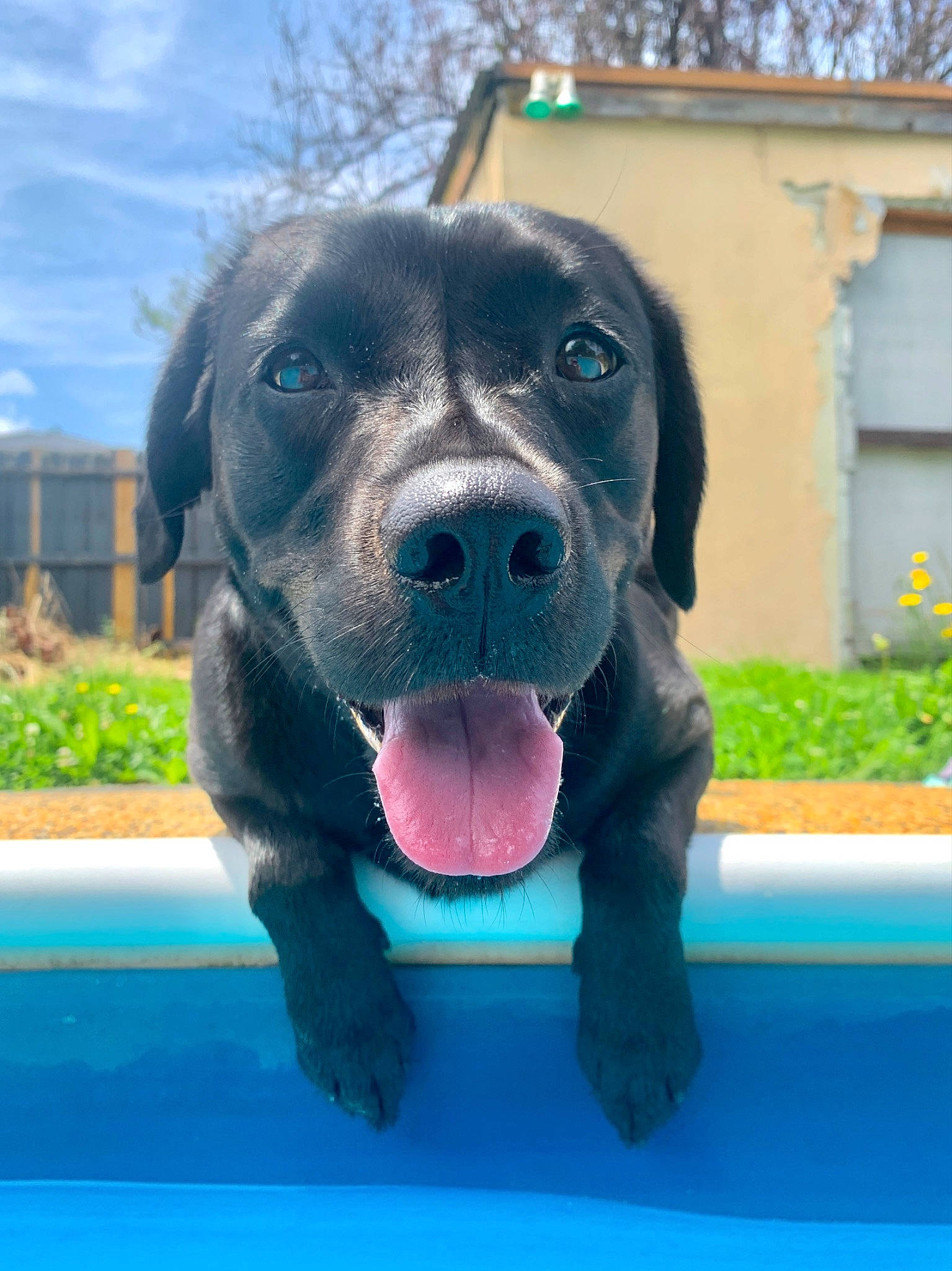 Theia joined the competition — help win amazing prizes! borador, building, carnivore, cloud, collar, companion_dog, dog, dog_breed, dog_collar, fawn, grass, gun_dog, plant, sky, snout, sporting_group, water, whiskers, window, working_animal