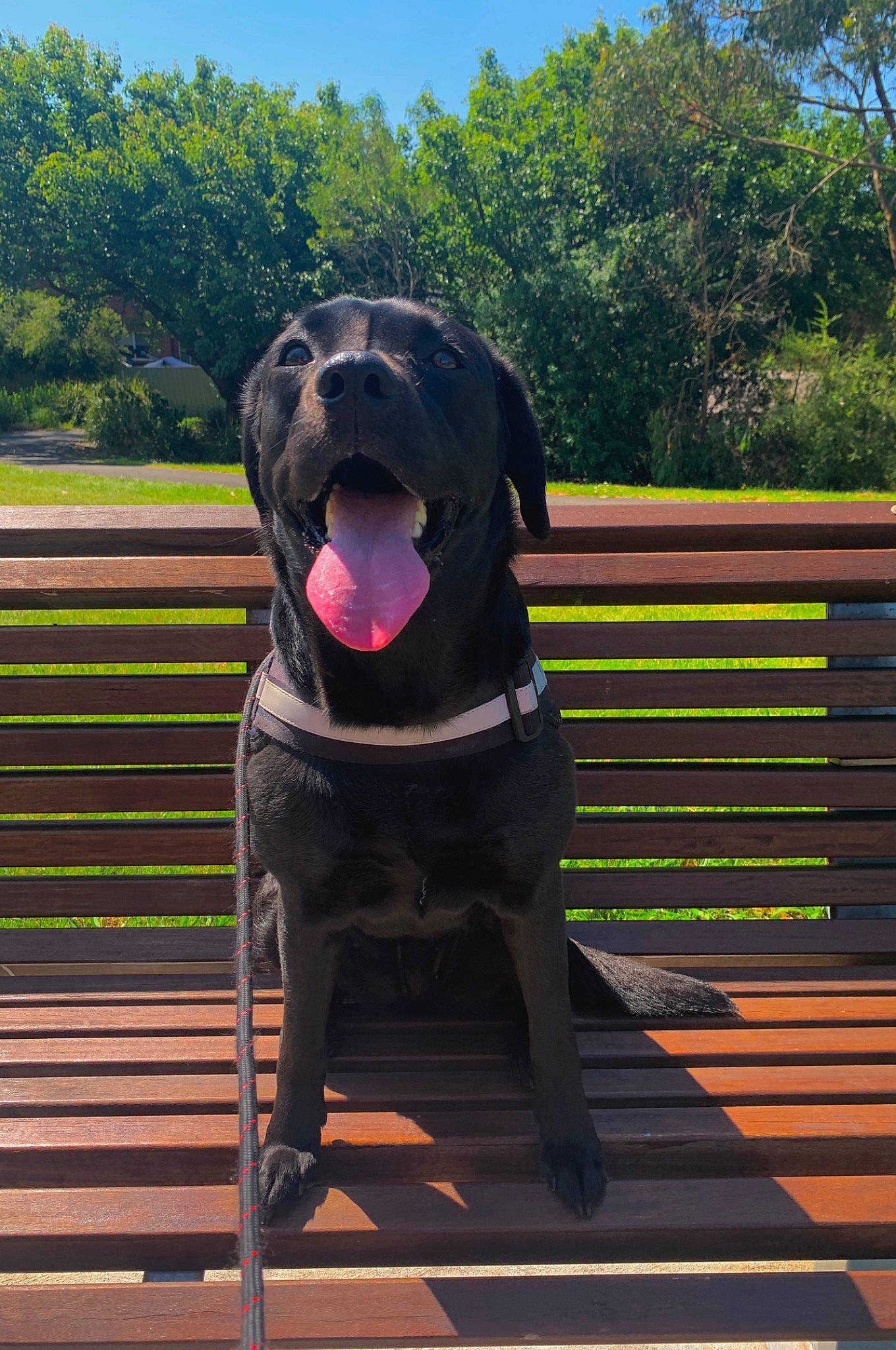 Theia joined the competition — help win amazing prizes! canidae, carnivore, collar, companion_dog, dog, dog_breed, dog_collar, dog_supply, fawn, grass, gun_dog, pet_supply, plant, sky, snout, sporting_group, tints_and_shades, tree, working_animal, working_dog