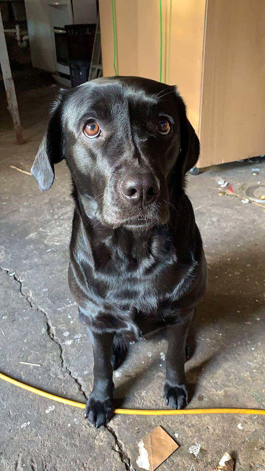 Theia joined the competition — help win amazing prizes! borador, canidae, carnivore, collar, companion_dog, dog, dog_breed, dog_collar, door, eye, fur, gun_dog, hunting_dog, liver, non_sporting_group, snout, sporting_group, terrestrial_animal, whiskers, working_animal