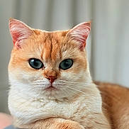 Maggie a rejoint le concours — aidez-le/la à gagner de superbes lots ! cat, orange_cat, blue_eyes, fluffy, pet, animal, feline, portrait, indoor, cute, relaxed, close_up, whiskers, soft_fur, domestic_cat, resting, paw, looking_at_camera, background_blur, calm