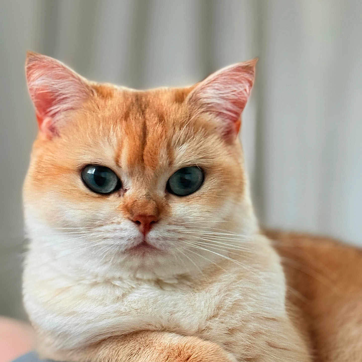 Maggie a rejoint le concours — aidez-le/la à gagner de superbes lots ! cat, orange_cat, blue_eyes, fluffy, pet, animal, feline, portrait, indoor, cute, relaxed, close_up, whiskers, soft_fur, domestic_cat, resting, paw, looking_at_camera, background_blur, calm
