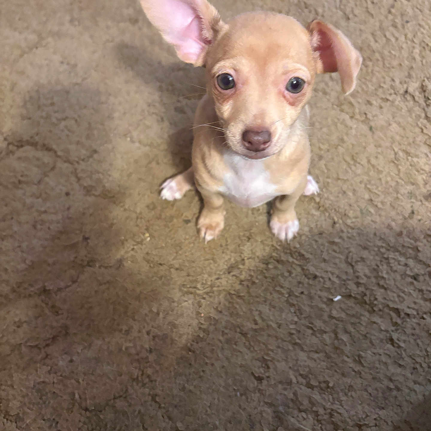 Esme' joined the competition — help win amazing prizes! puppy, dog, small_dog, tan, ear, carpet, indoor, pet, cute, young, looking_up, animal, mammal, floor, fur, sitting, adorable, attention, whiskers, snout