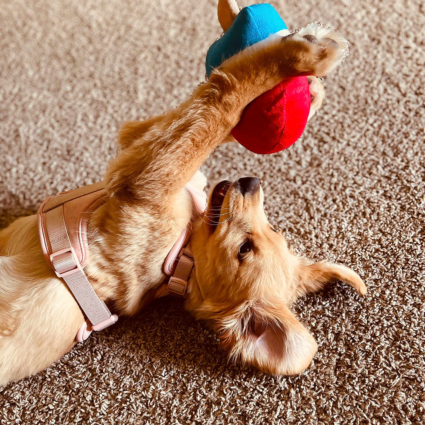 Honey is registered to the contest to win money with this photo: animal, carpet, close_up, cute, dog, fur, golden_retriever, happy, indoor, looking_up, lying_down, paw, pet, pink_harness, playful, playing, puppy, soft_light, texture, toy