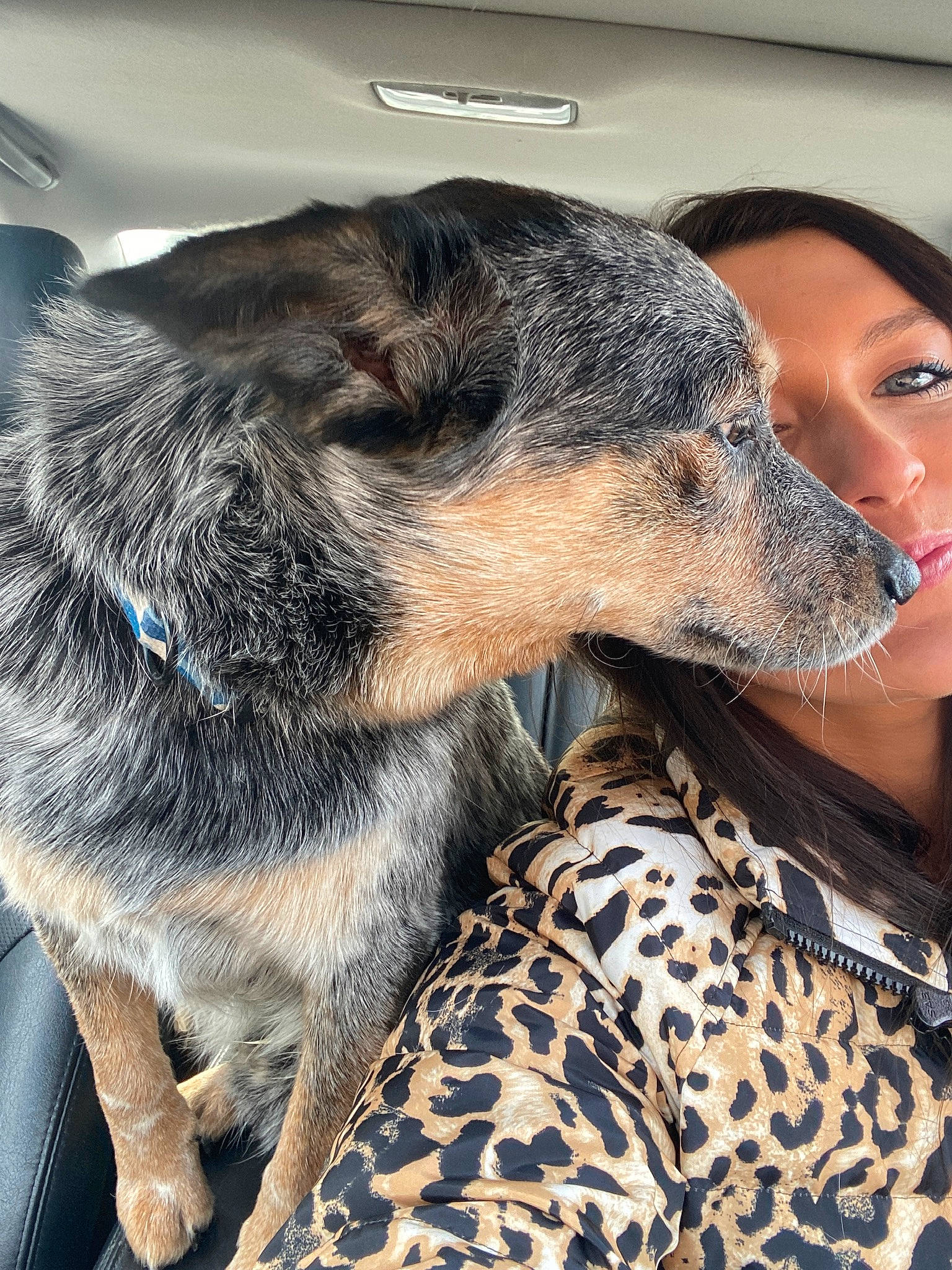 George Clooney is registered to the contest to win money with this photo: canidae, carnivore, comfort, companion_dog, dog, dog_breed, ear, fawn, fur, nap, pattern, sleep, snout, sporting_group, tail, terrestrial_animal, whiskers, working_animal