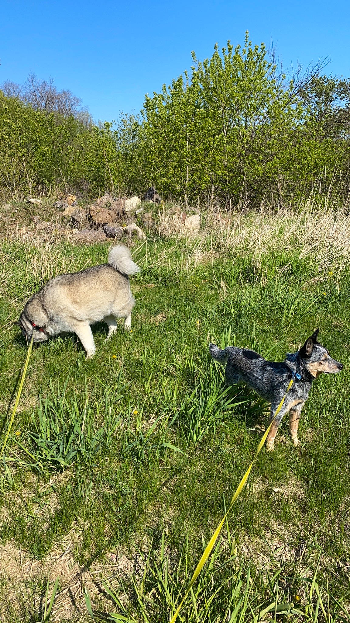 George Clooney is registered to the contest to win money with this photo: canidae, carnivore, dog_breed, fawn, grass, grassland, groundcover, natural_landscape, pasture, plant, plant_community, prairie, sky, tail, terrestrial_animal, tree, vegetation, vertebrate, wilderness, working_animal