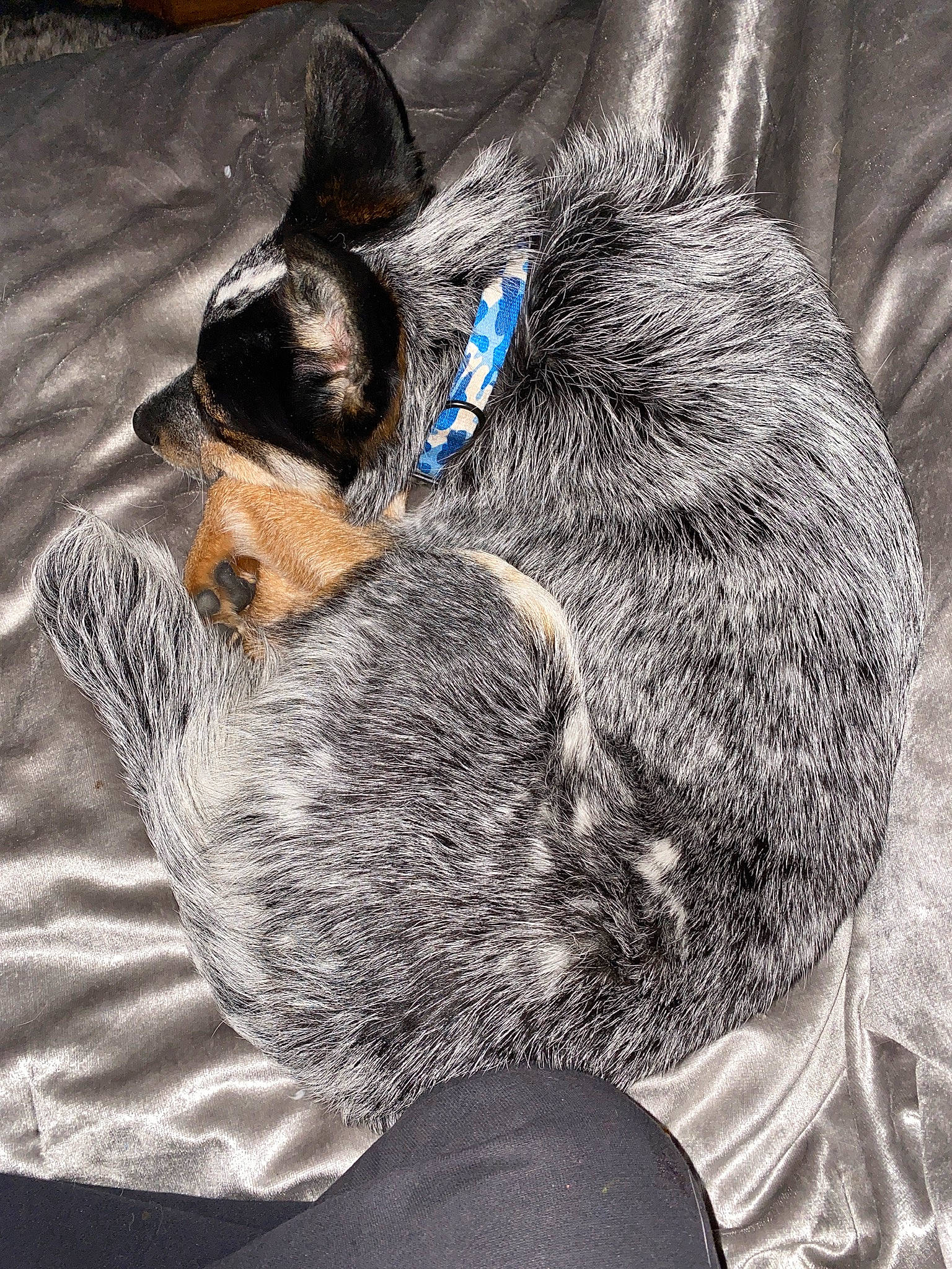 George Clooney is registered to the contest to win money with this photo: canidae, carnivore, claw, comfort, companion_dog, dog, dog_breed, domestic_short_haired_cat, ear, fawn, felidae, foot, fur, grey, paw, small_to_medium_sized_cats, snout, sporting_group, tail, whiskers