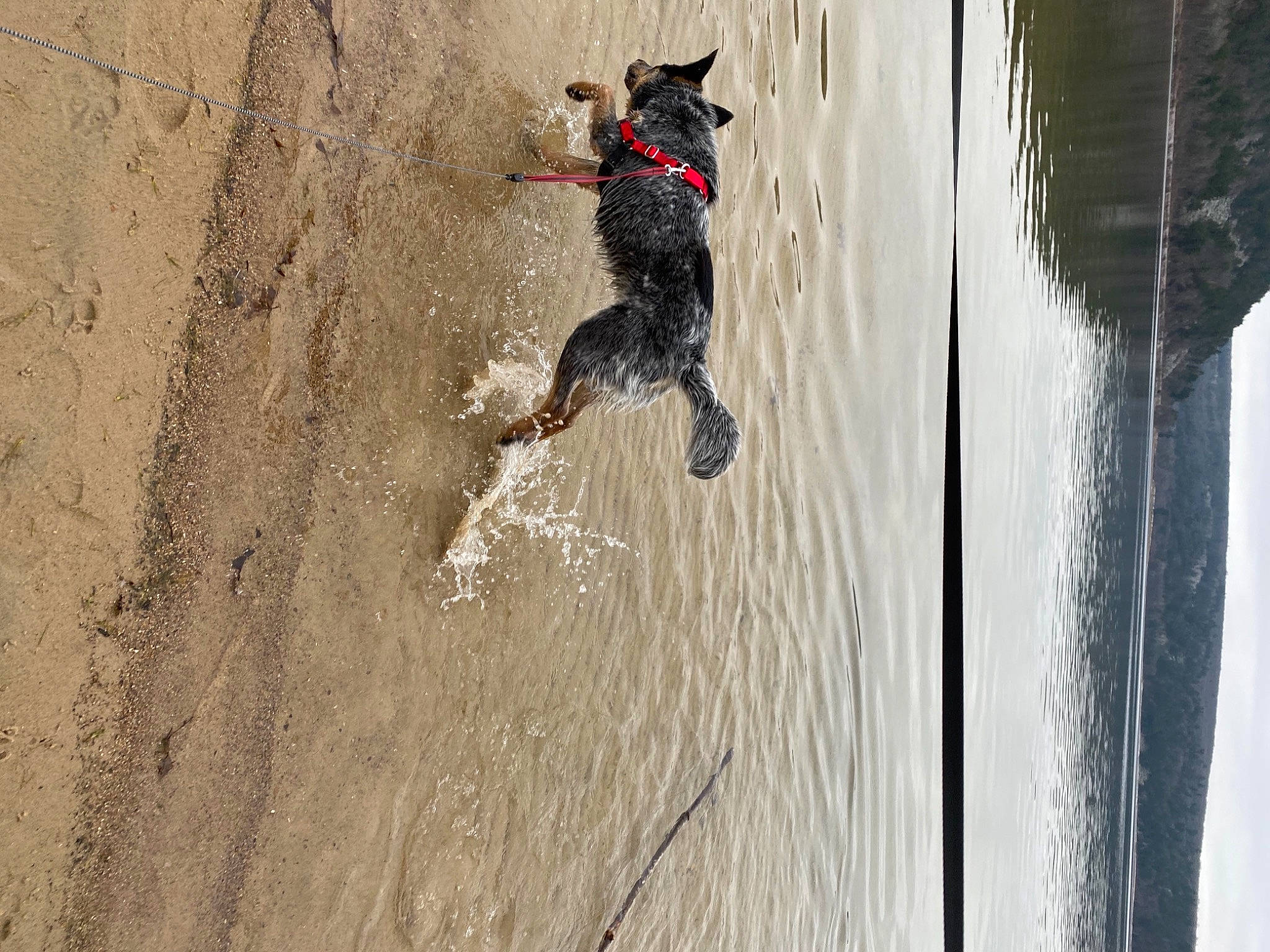George Clooney is registered to the contest to win money with this photo: adventure, beach, carnivore, dog, dog_breed, extreme_sport, fun, grey, guard_dog, lake, leash, recreation, shadow, soil, tail, tree, water, wave, wind_wave, wood