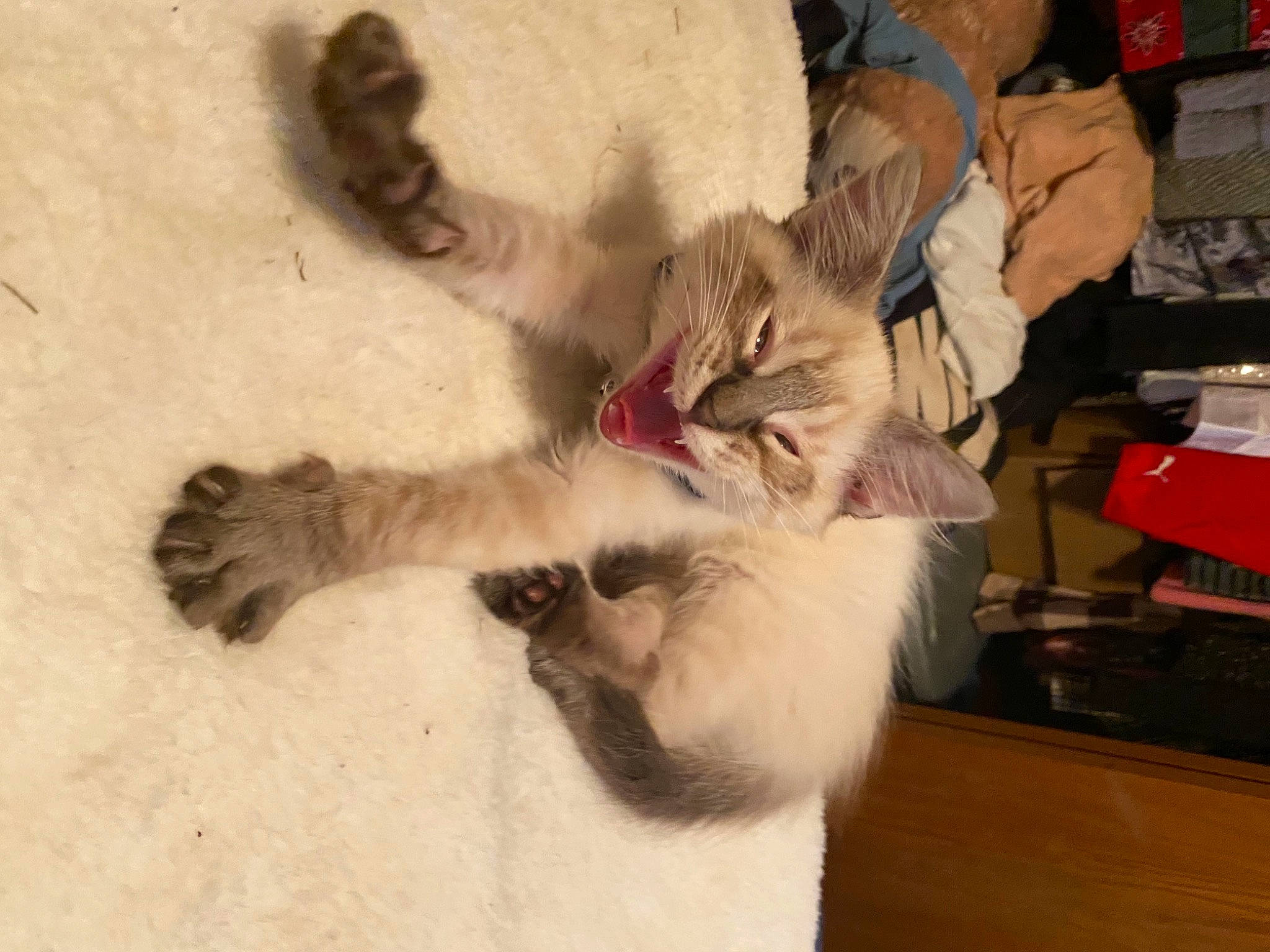 White Buffalo joined the competition — help win amazing prizes! canidae, carnivore, cat, claw, comfort, domestic_short_haired_cat, fawn, felidae, foot, fur, gesture, hardwood, lap, nail, paw, small_to_medium_sized_cats, snout, tail, whiskers, wood