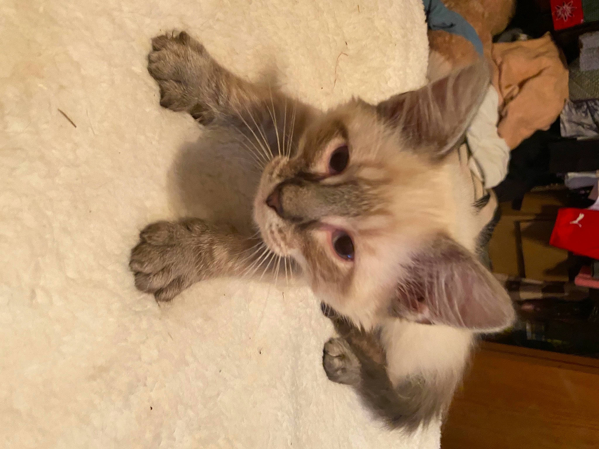 White Buffalo is registered to the contest to win money with this photo: balinese, canidae, carnivore, cat, claw, domestic_short_haired_cat, ear, fang, fawn, felidae, fur, gesture, paw, photo_caption, small_to_medium_sized_cats, snout, tail, whiskers