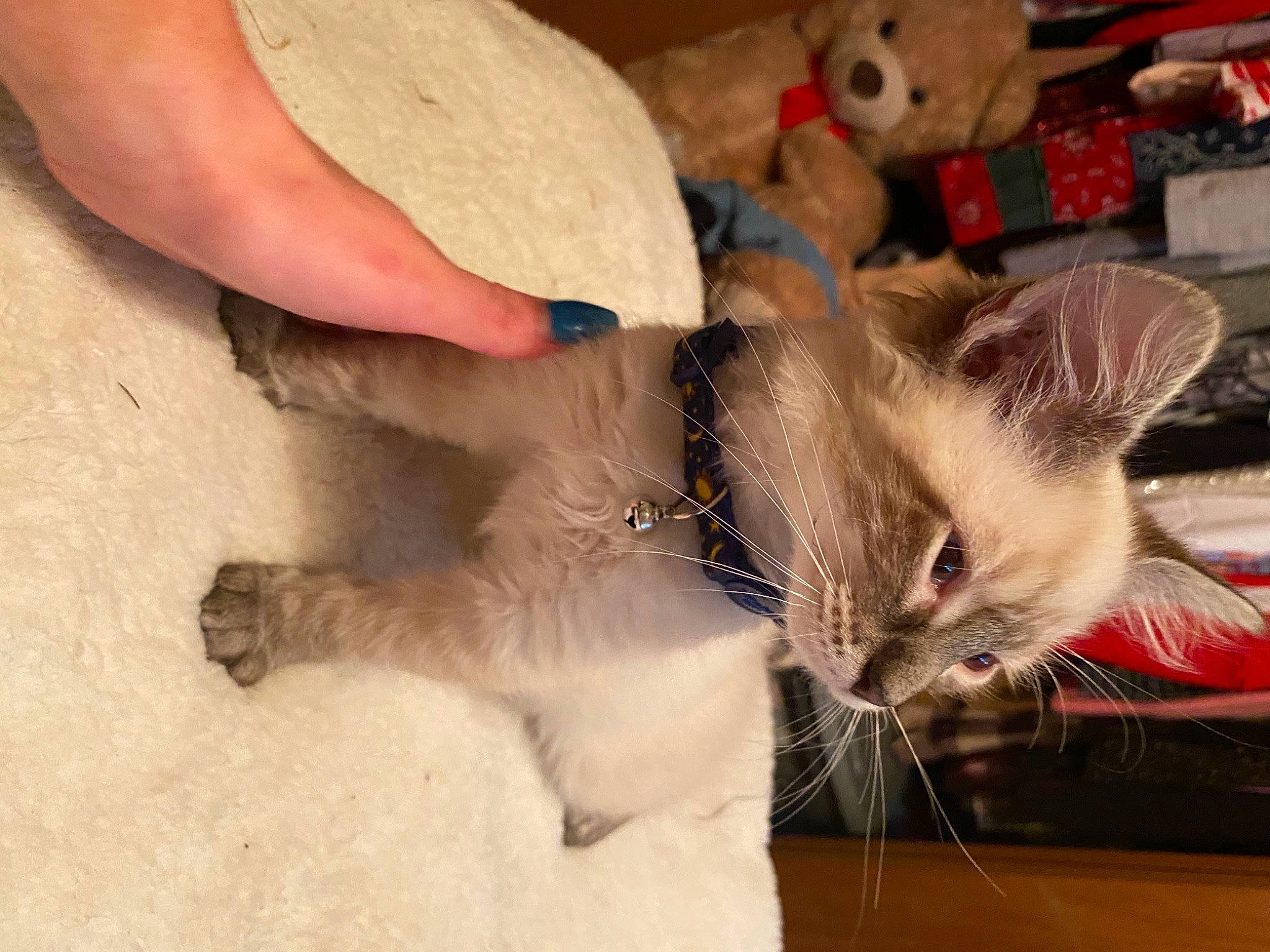 White Buffalo joined the competition — help win amazing prizes! carnivore, cat, claw, comfort, domestic_short_haired_cat, fawn, felidae, fur, paw, small_to_medium_sized_cats, snout, stuffed_toy, tail, teddy_bear, toy, vertebrate, whiskers, wood