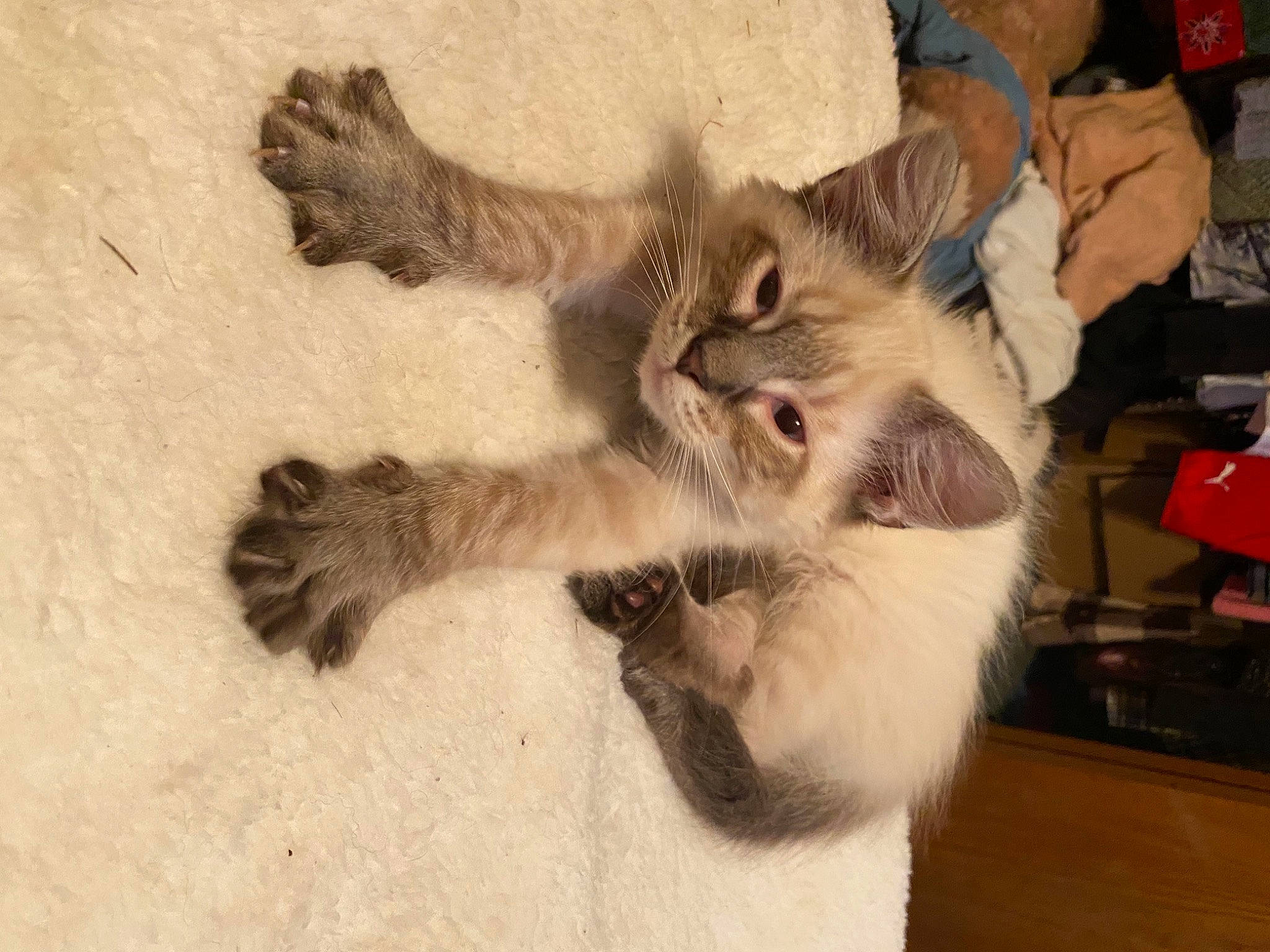 White Buffalo joined the competition — help win amazing prizes! balinese, canidae, carnivore, cat, claw, companion_dog, dog_breed, domestic_short_haired_cat, ear, fawn, felidae, flooring, fur, gesture, paw, small_to_medium_sized_cats, snout, tail, thai, whiskers