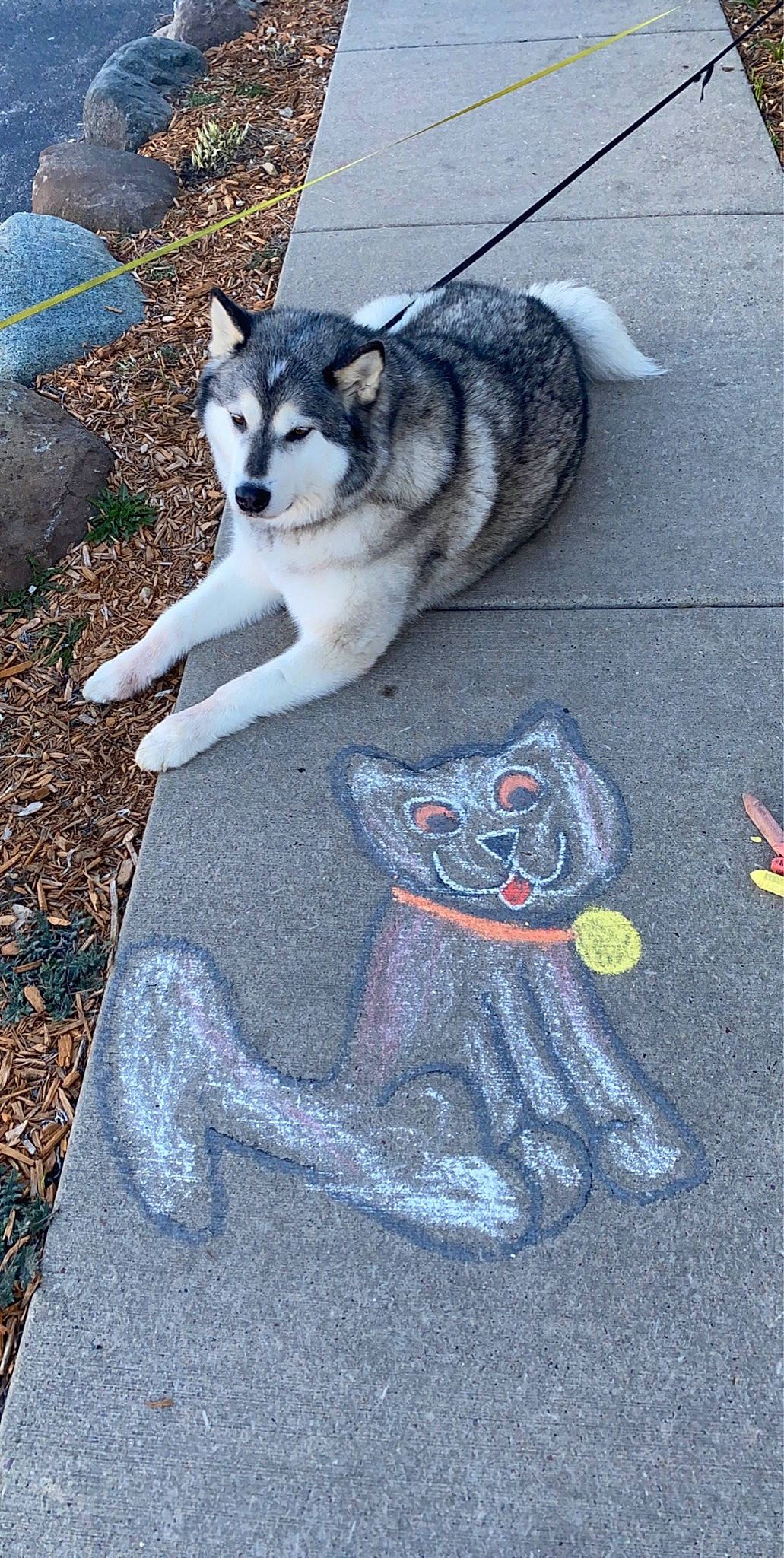 Bruce Willis is registered to the contest to win money with this photo: art, asphalt, canidae, canis, carmine, carnivore, cat, dog, dog_breed, felidae, fur, grass, road_surface, sled_dog, small_to_medium_sized_cats, snout, sporting_group, tail, terrestrial_animal, wolf