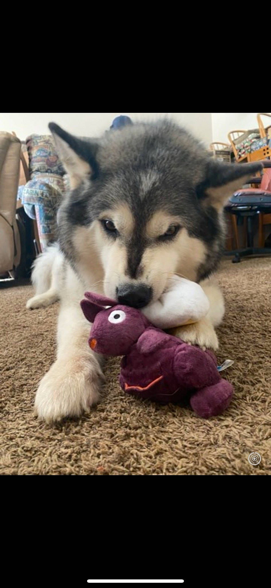 Bruce Willis is registered to the contest to win money with this photo: canidae, canis, carnivore, companion_dog, dog, dog_breed, fur, mammal, non_sporting_group, plush, recreation, siberian_husky, sled_dog, snout, sporting_group, terrestrial_animal, vertebrate, wildlife, working_animal, working_dog