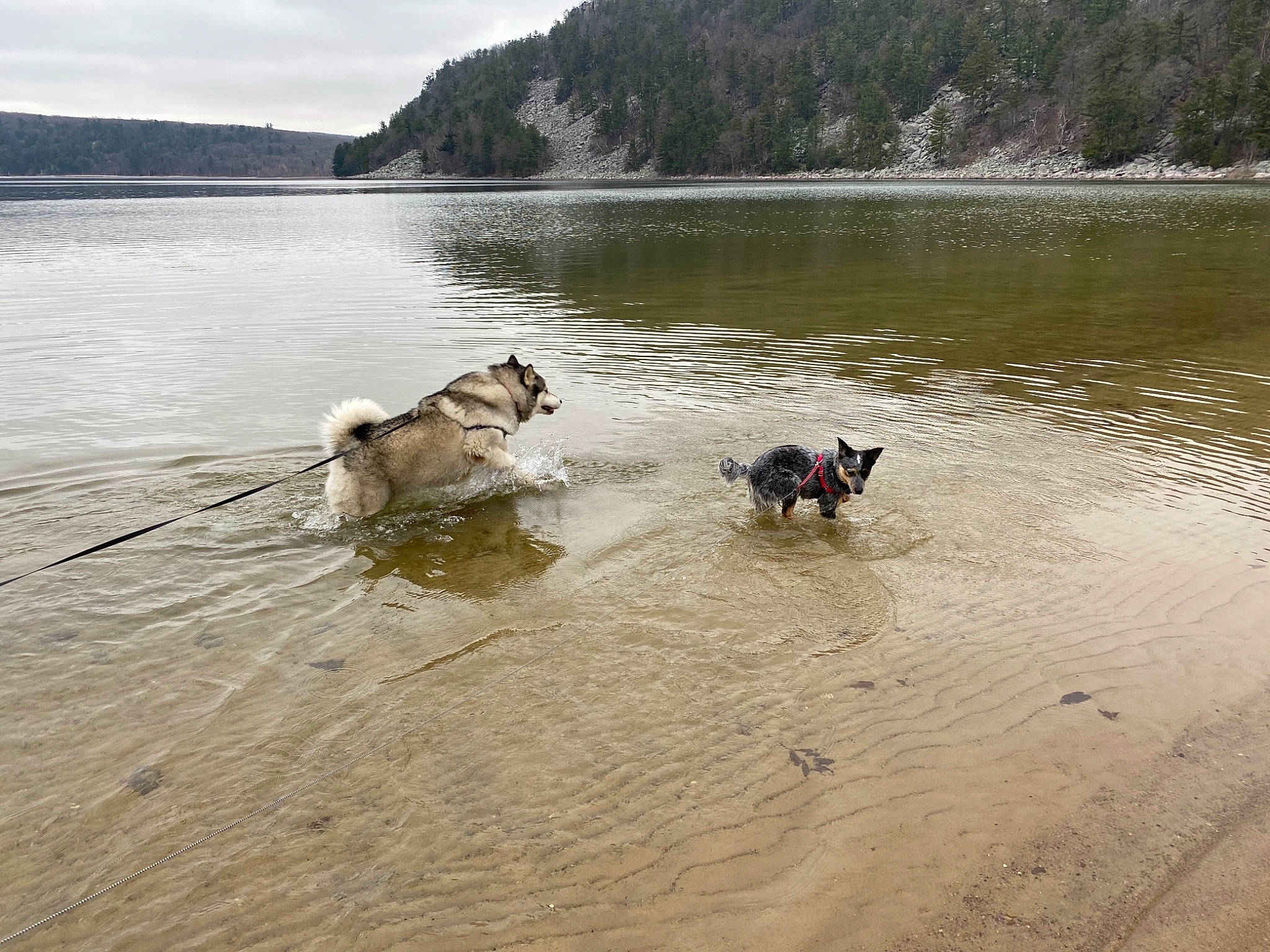 Bruce Willis is registered to the contest to win money with this photo: beach, body_of_water, canidae, carnivore, cloud, dog, dog_breed, lake, lake_district, landscape, mountain, natural_environment, nature, recreation, reservoir, sky, tree, water, wood, working_animal