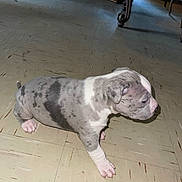 Graycie joined the competition — help win amazing prizes! puppy, dog, indoor, floor, vintage_floor, spotted, young_dog, pet, animal, walking, side_view, small_dog, canine, cute, furniture_legs, shadow, domestic_animal, tile_floor, white_paw, grey_spots