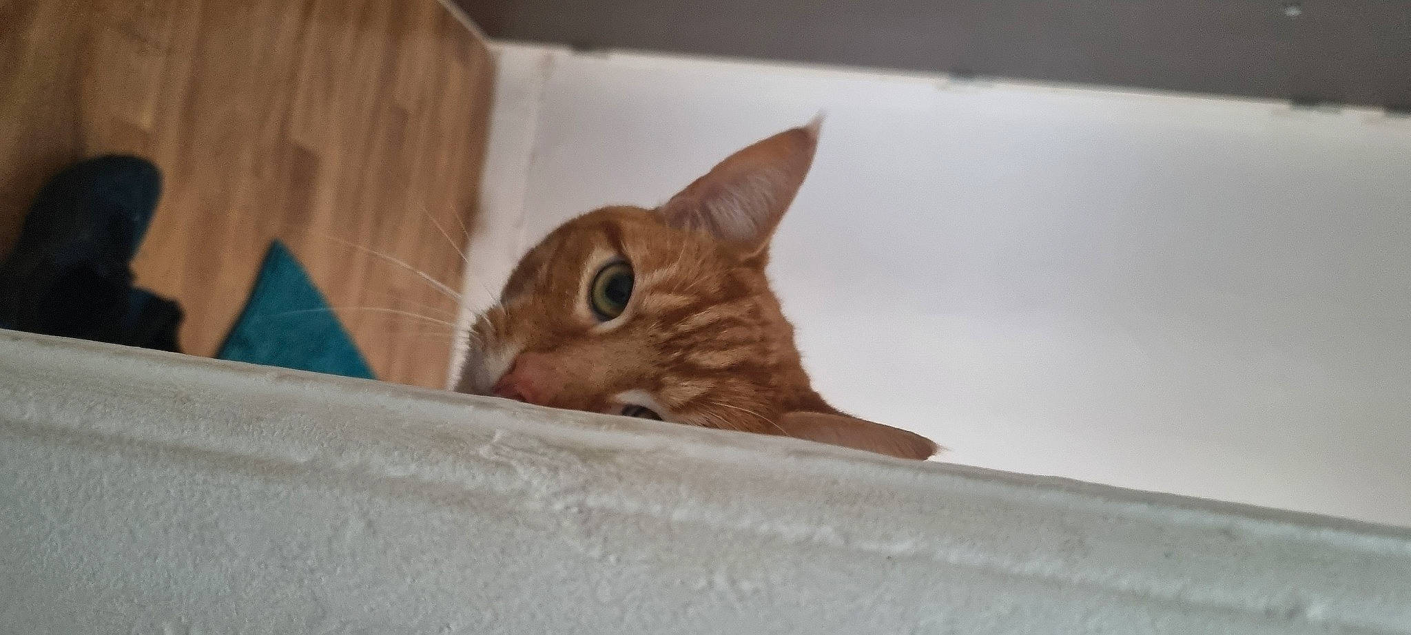 Samba a rejoint le concours — aidez-le/la à gagner de superbes lots ! brown, carnivore, cat, claw, comfort, domestic_short_haired_cat, eye, fawn, felidae, fur, hardwood, pencil, room, small_to_medium_sized_cats, snout, tail, whiskers, wildlife, window, wood