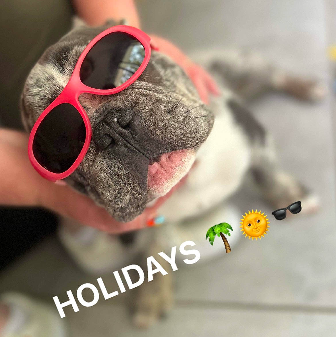 Mango a rejoint le concours — aidez-le/la à gagner de superbes lots ! canidae, carnivore, collar, companion_dog, dog, dog_breed, dog_collar, ear, eyewear, fashion_accessory, fawn, font, goggles, paw, pug, snout, sunglasses, vision_care, whiskers, wrinkle