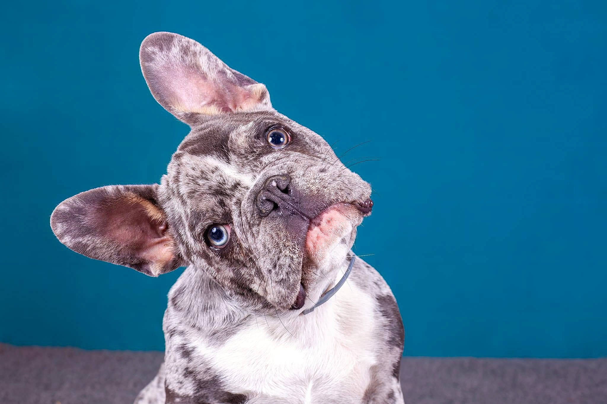 Mango participe au concours pour gagner de l'argent avec cette photo : ancient_dog_breeds, art, canidae, carnivore, collar, companion_dog, dog, dog_breed, dog_collar, ear, eye, fawn, fur, non_sporting_group, snout, sporting_group, terrestrial_animal, whiskers, working_animal, wrinkle