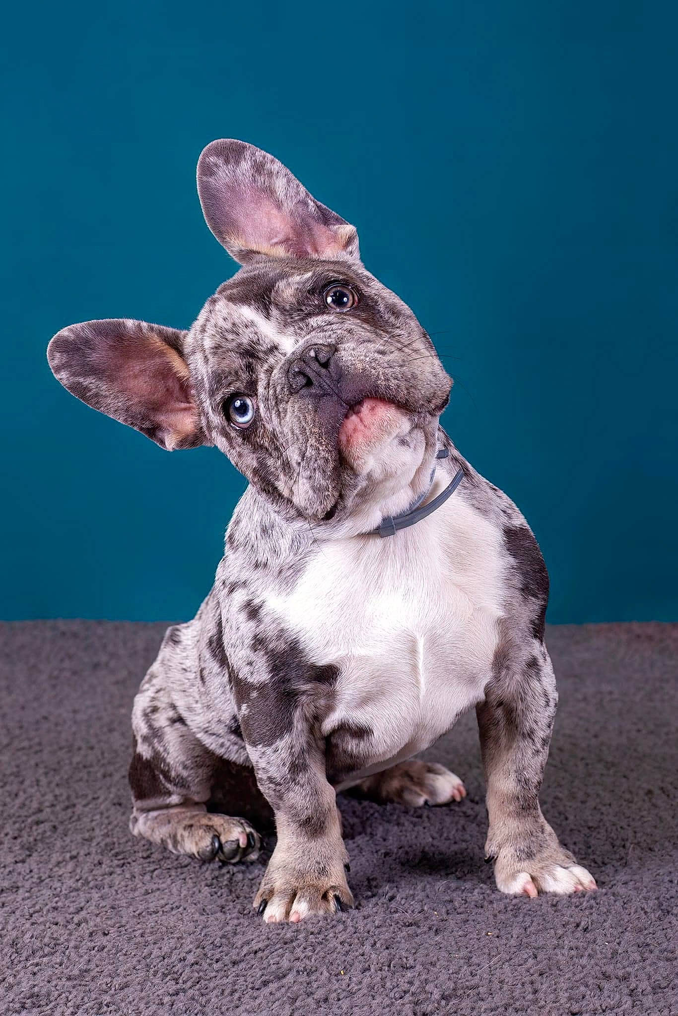 Mango a rejoint le concours — aidez-le/la à gagner de superbes lots ! ancient_dog_breeds, canidae, carnivore, companion_dog, dog, dog_breed, ear, eye, fawn, fictional_character, fur, gesture, grey, non_sporting_group, paw, snout, sporting_group, terrestrial_animal, whiskers, working_animal