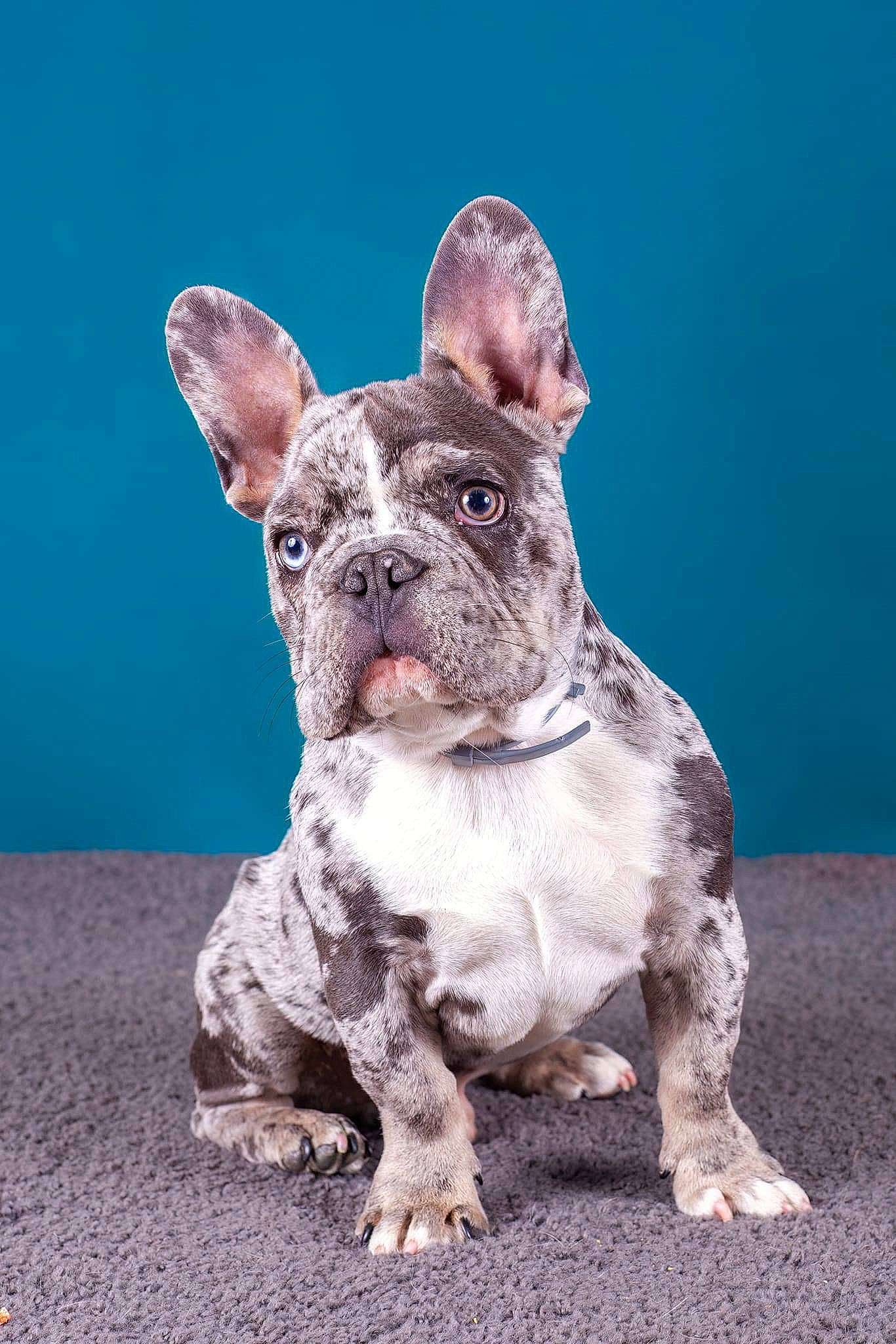 Mango a rejoint le concours — aidez-le/la à gagner de superbes lots ! ancient_dog_breeds, art, canidae, carnivore, companion_dog, dog, dog_breed, ear, eye, fawn, fur, human_body, non_sporting_group, sculpture, snout, sporting_group, terrestrial_animal, whiskers, working_animal, wrinkle