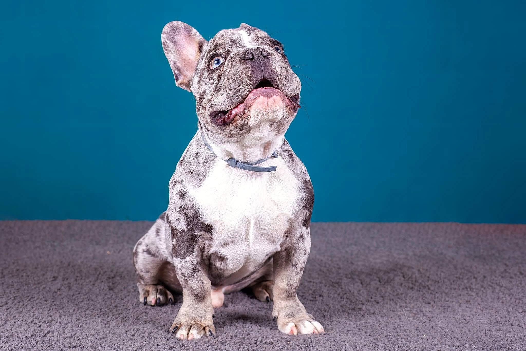 Mango a rejoint le concours — aidez-le/la à gagner de superbes lots ! art, bulldog, canidae, carnivore, collar, companion_dog, dog, dog_breed, dog_collar, eye, fawn, foot, paw, snout, sporting_group, tail, terrestrial_animal, whiskers, wildlife, working_animal