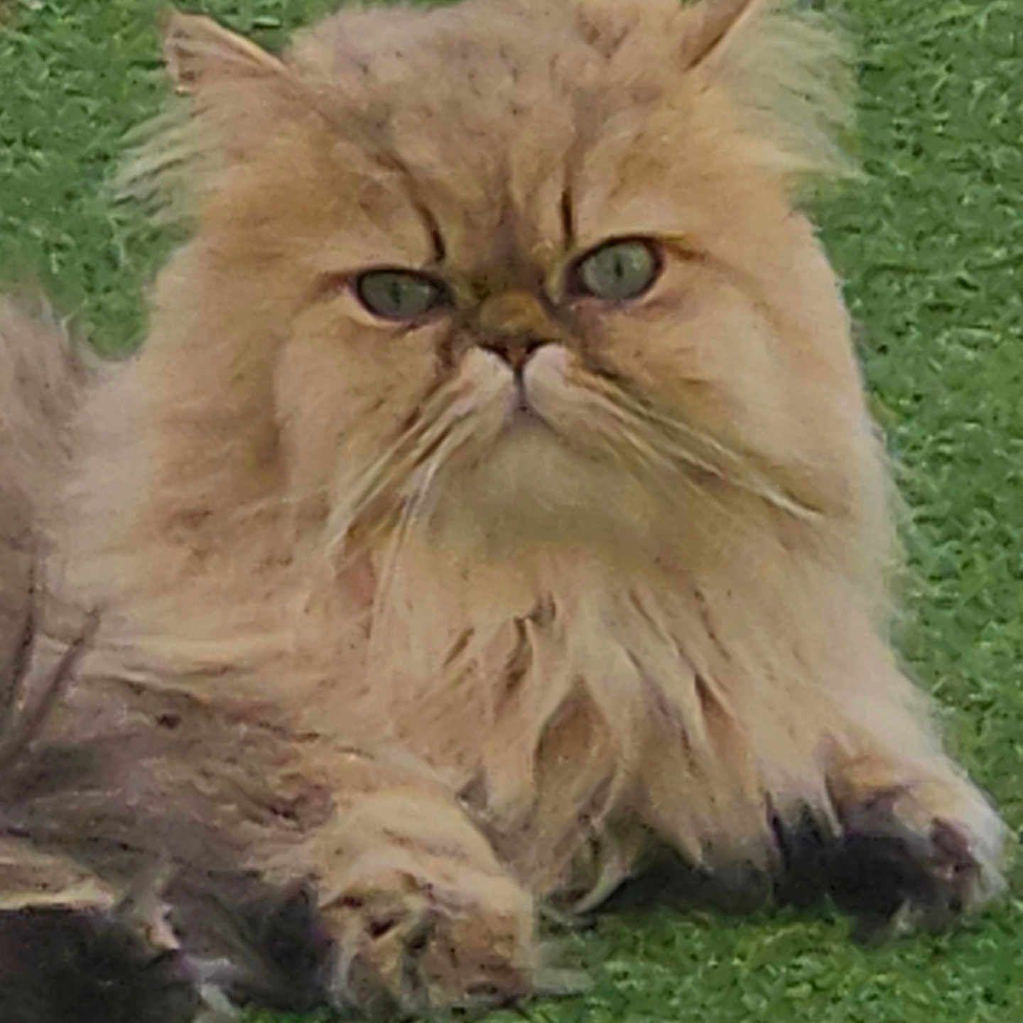 Percy participe au concours pour gagner de l'argent avec cette photo : animal, cat, close_up, cute, domestic_cat, feline, fluffy, fur, green_grass, grumpy_face, long_hair, lying_down, mammal, nature, outdoor, paw, persian_cat, pet, relaxed, whiskers