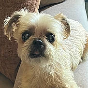 Deuce joined the competition — help win amazing prizes! black_nose, close_up, companion_animal, couch, cream_colored, cushion, cute, dog, fluffy, indoor, large_eyes, looking_at_camera, pet, photography, portrait, scruffy, seated, shaggy_fur, small_dog, white_fur