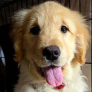 Callie is registered to the contest to win money with this photo: dog, golden_retriever, puppy, tongue_out, fur, nose, collar, chain, metal_rings, face, eyes, whiskers, closeup, pet, cute, smile, portrait, indoor, crate, wooden_background