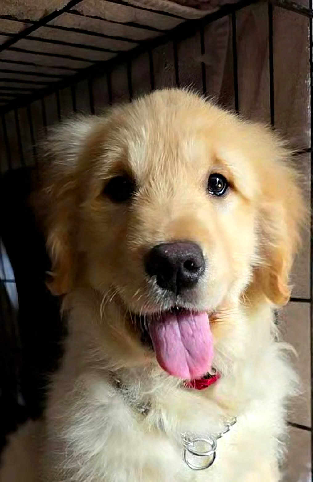 Callie is registered to the contest to win money with this photo: dog, golden_retriever, puppy, tongue_out, fur, nose, collar, chain, metal_rings, face, eyes, whiskers, closeup, pet, cute, smile, portrait, indoor, crate, wooden_background