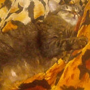 Delilah is registered to the contest to win money with this photo: cat, tabby, sleeping, blanket, pattern, cozy, indoor, feline, pet, fur, resting, warm_colors, soft_focus, comfort, animal, cute, relaxation, home, nap, cuddle