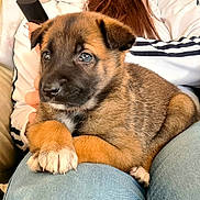 Aimy participe au concours pour gagner de l'argent avec cette photo : puppy, dog, pet, close_up, cute, brown_fur, black_muzzle, white_paws, person, jeans, casual_clothing, indoor, resting, animal, companion, young_dog, adorable, furry, domestic_animal, comfort