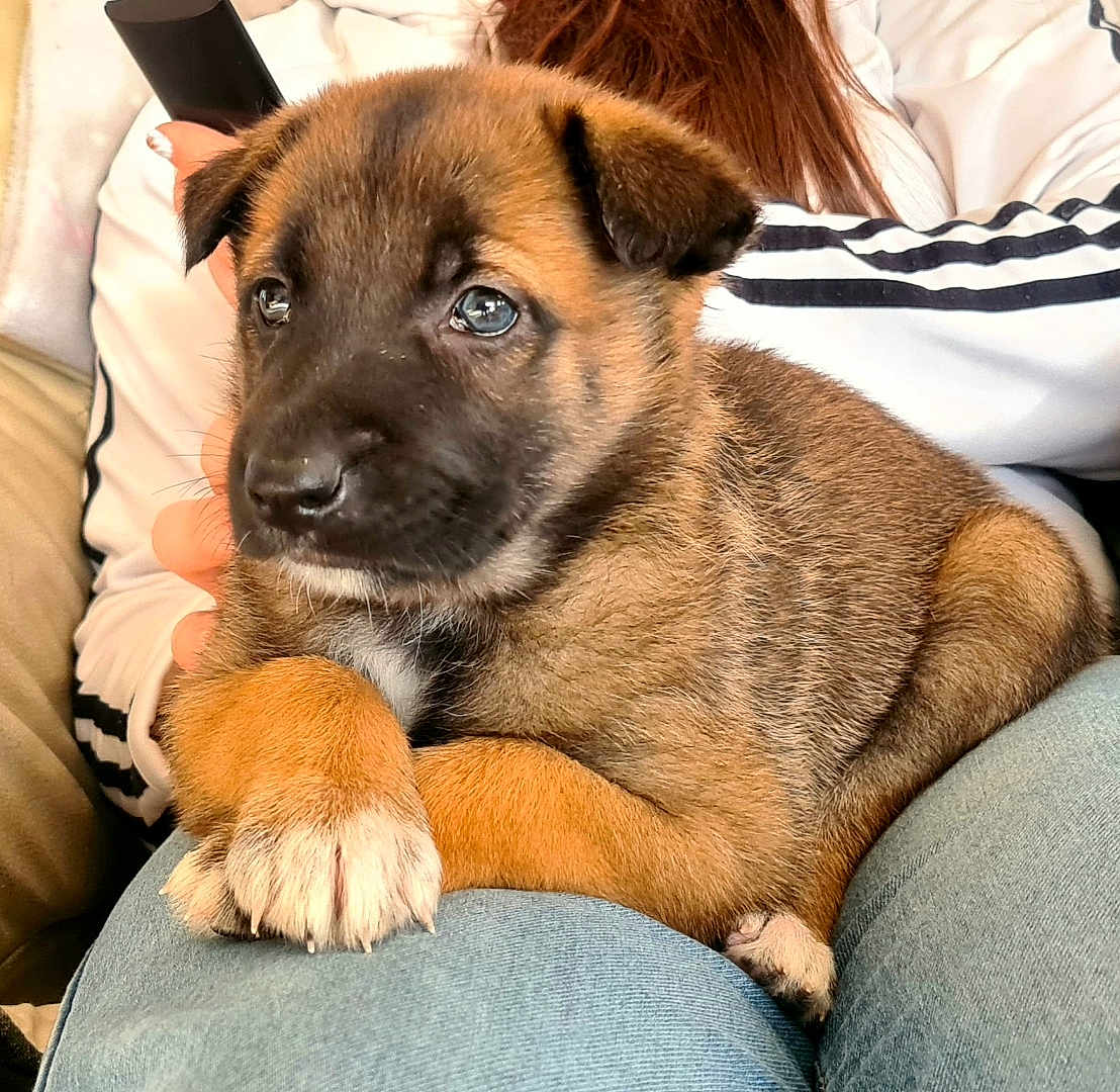 Aimy participe au concours pour gagner de l'argent avec cette photo : puppy, dog, pet, close_up, cute, brown_fur, black_muzzle, white_paws, person, jeans, casual_clothing, indoor, resting, animal, companion, young_dog, adorable, furry, domestic_animal, comfort